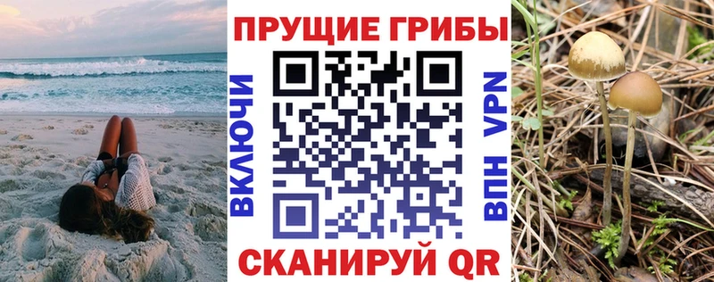 Купить закладки  Заозёрск  Псилоцибиновые грибы Cubensis 